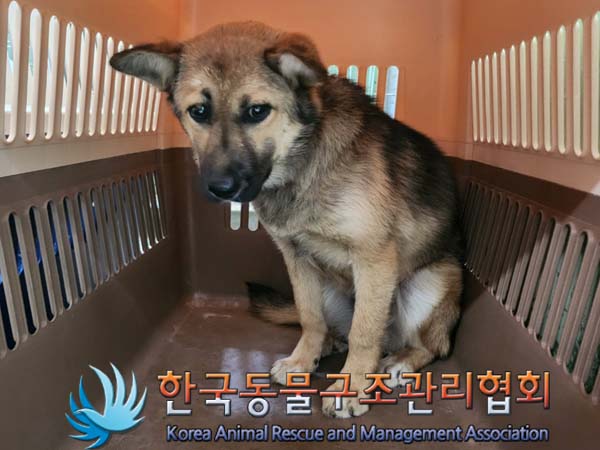 믹스견 이미지 파일 입니다.